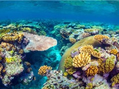Úc đầu tư 700 triệu USD để bảo vệ rạn san hô lớn nhất thế giới